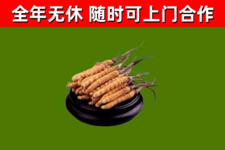 湘西烟酒回收冬虫夏草.jpg